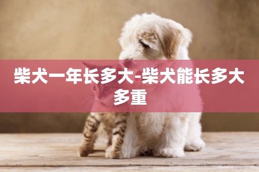 柴犬一年长多大-柴犬能长多大多重